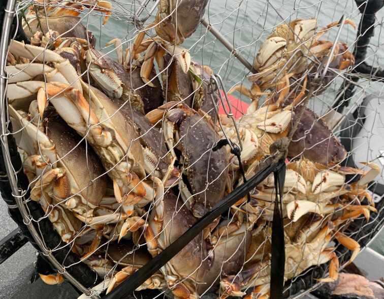 crab200