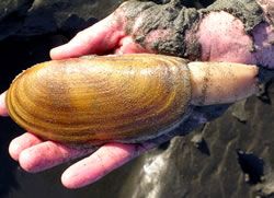 T Razorclam 1