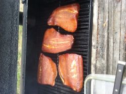 Salmon